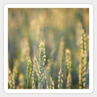 Common Wheat Sticker